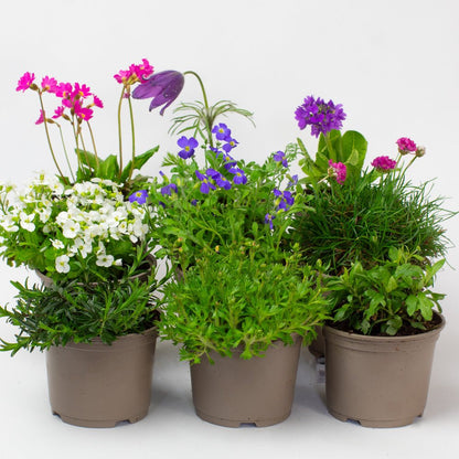 Four Rockery Plants with flowers on a white background