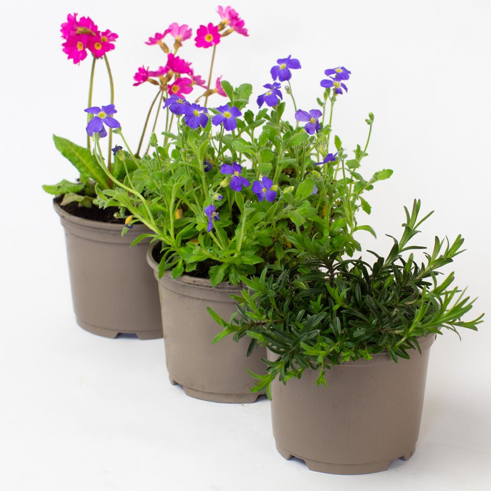 Three Rockery Plants with flowers on a white background