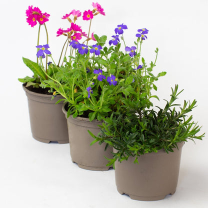 Three Rockery Plants with flowers on a white background