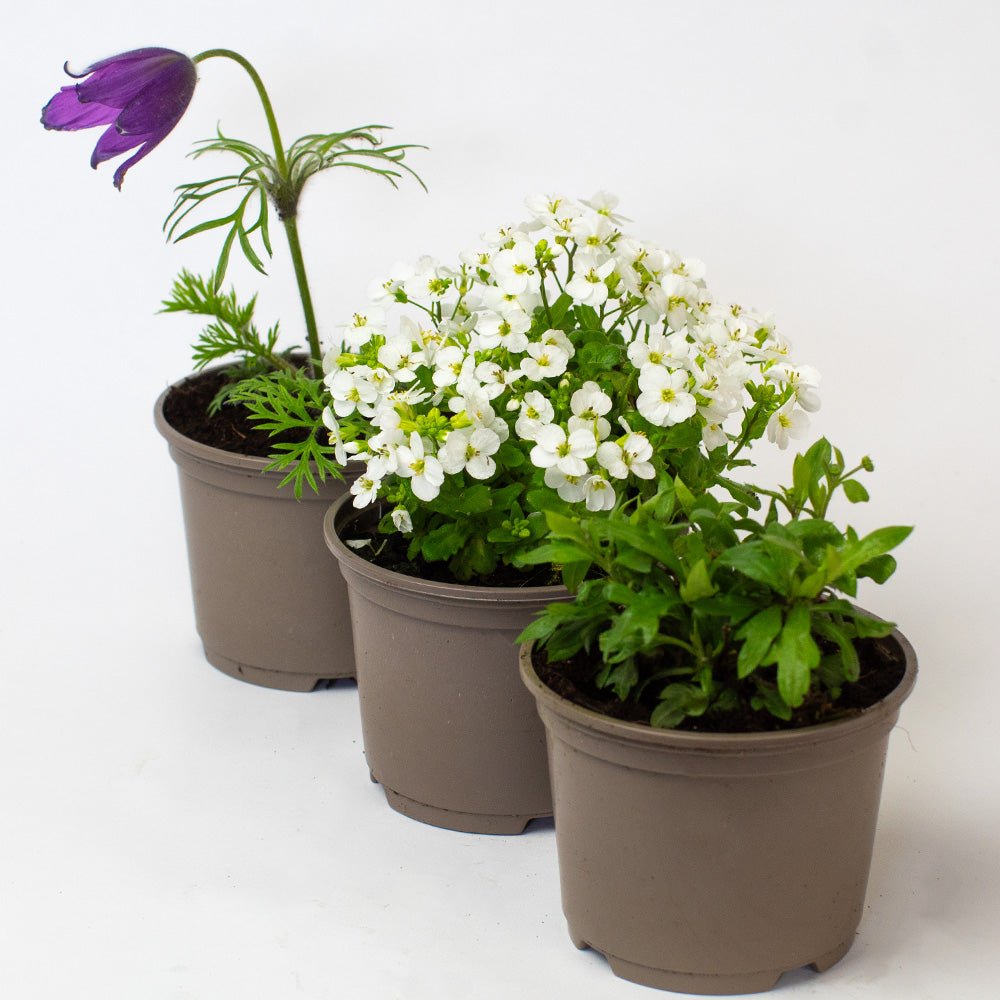 Three Rockery Plants on a white background