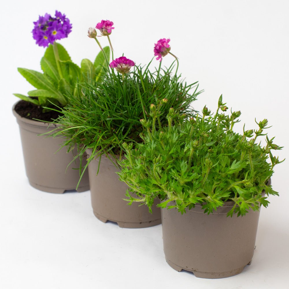 Three Rockery Plants with green leaves and purple flowers on a white background