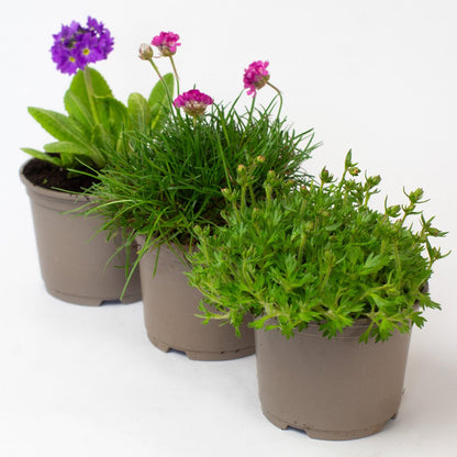 Three Rockery Plants with green leaves and purple flowers on a white background