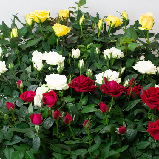 Blooming Miniature Rose plants with vibrant red, white and yellow flowers.