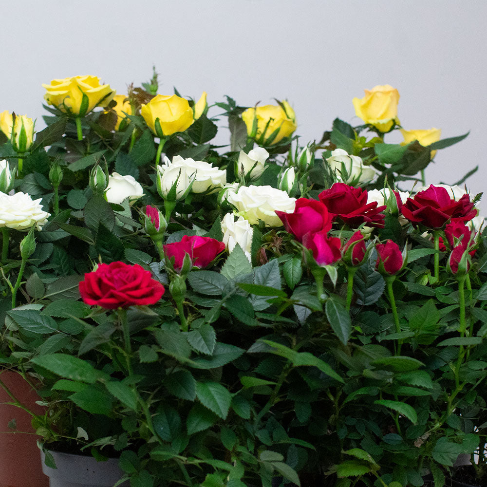 A close up of blooming Miniature Rose plants with vibrant red, white and yellow flowers.
