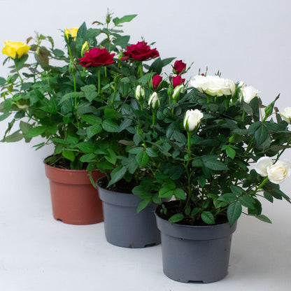 3 Miniature Rose plants in mixed colours growing in 10.5cm pots.