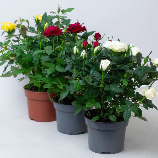 3 Miniature Rose plants in mixed colours growing in 10.5cm pots.