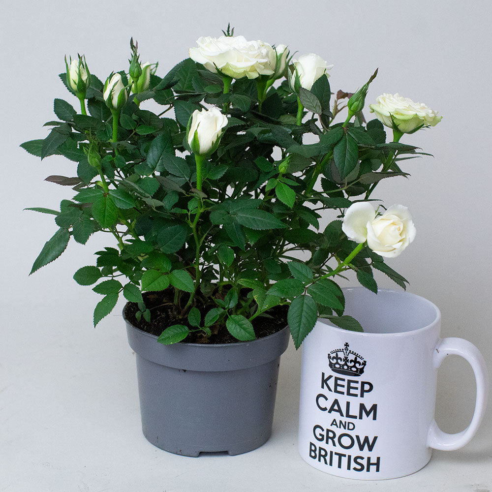 White Miniature Rose plant displayed in small grey pots.