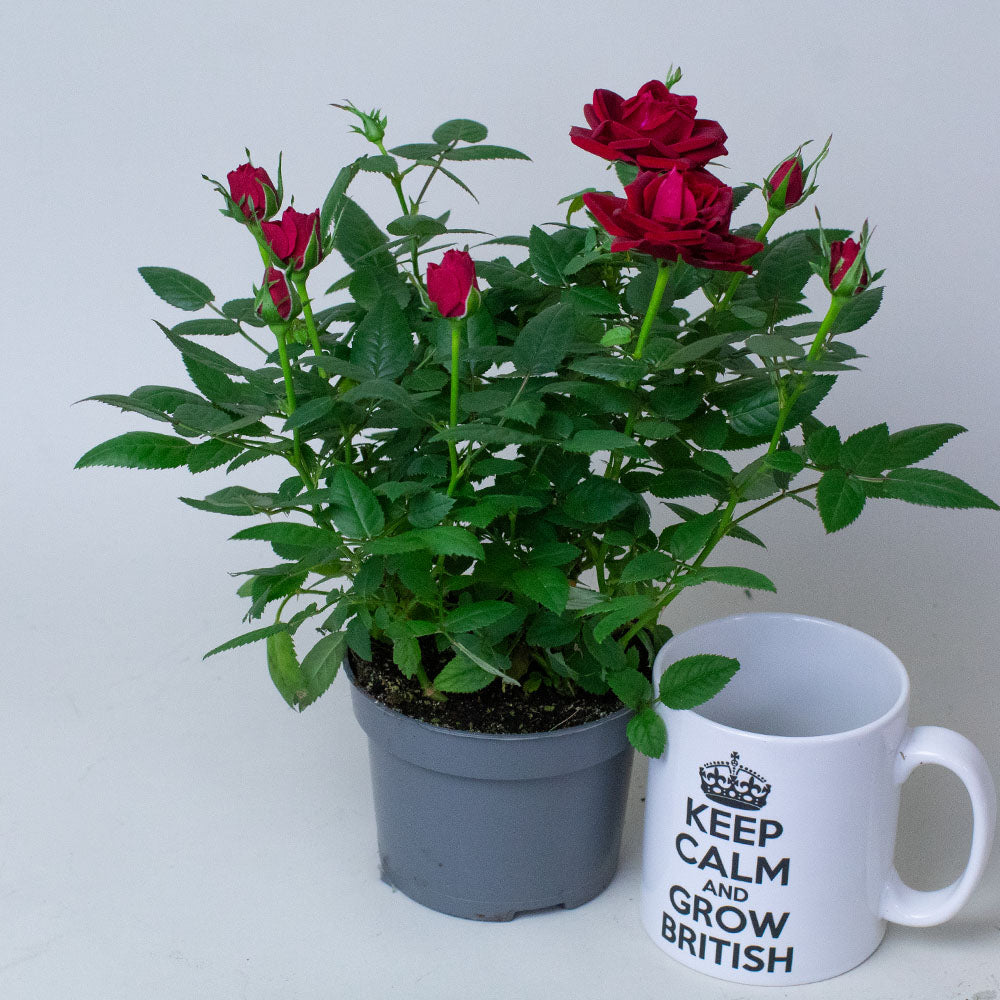 Red Miniature Rose plant displayed in small grey pots.
