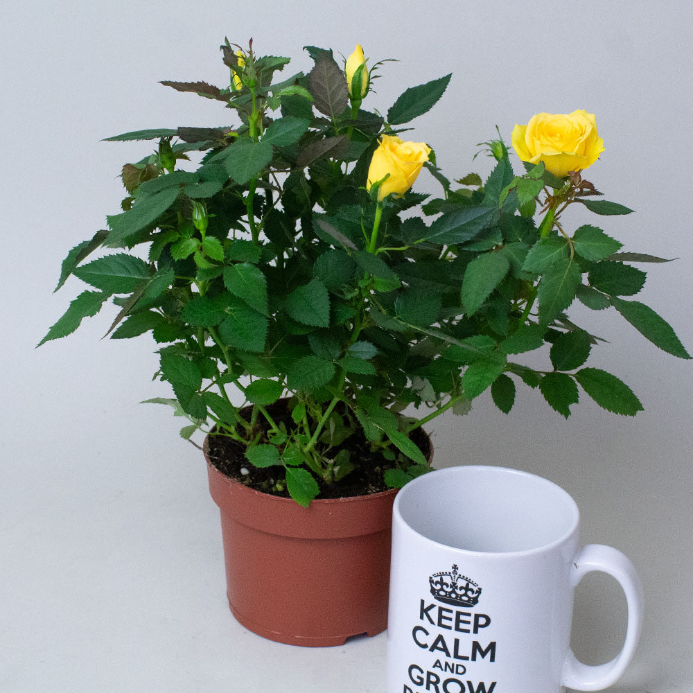 Yellow Miniature Rose plant displayed in small brown pots.