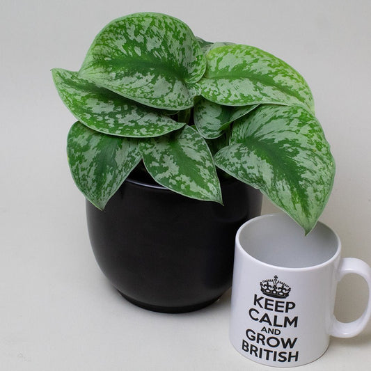 Satin Pothos next to a mug with 'Keep Calm and Grow British' text on a white background