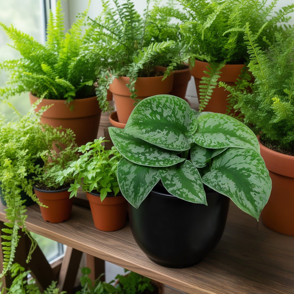 Collection of Satin Pothos on a wooden surface with a blurred background