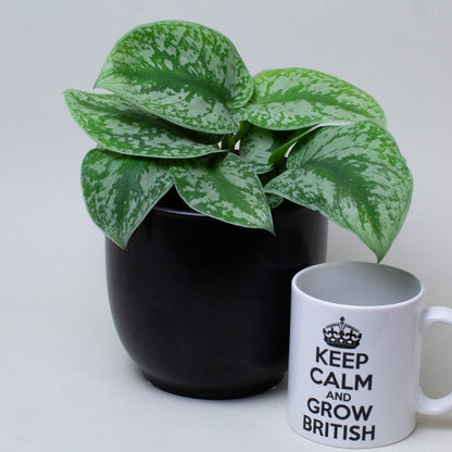 Satin Pothos next to a mug with 'Keep Calm and Grow British' text on a white background