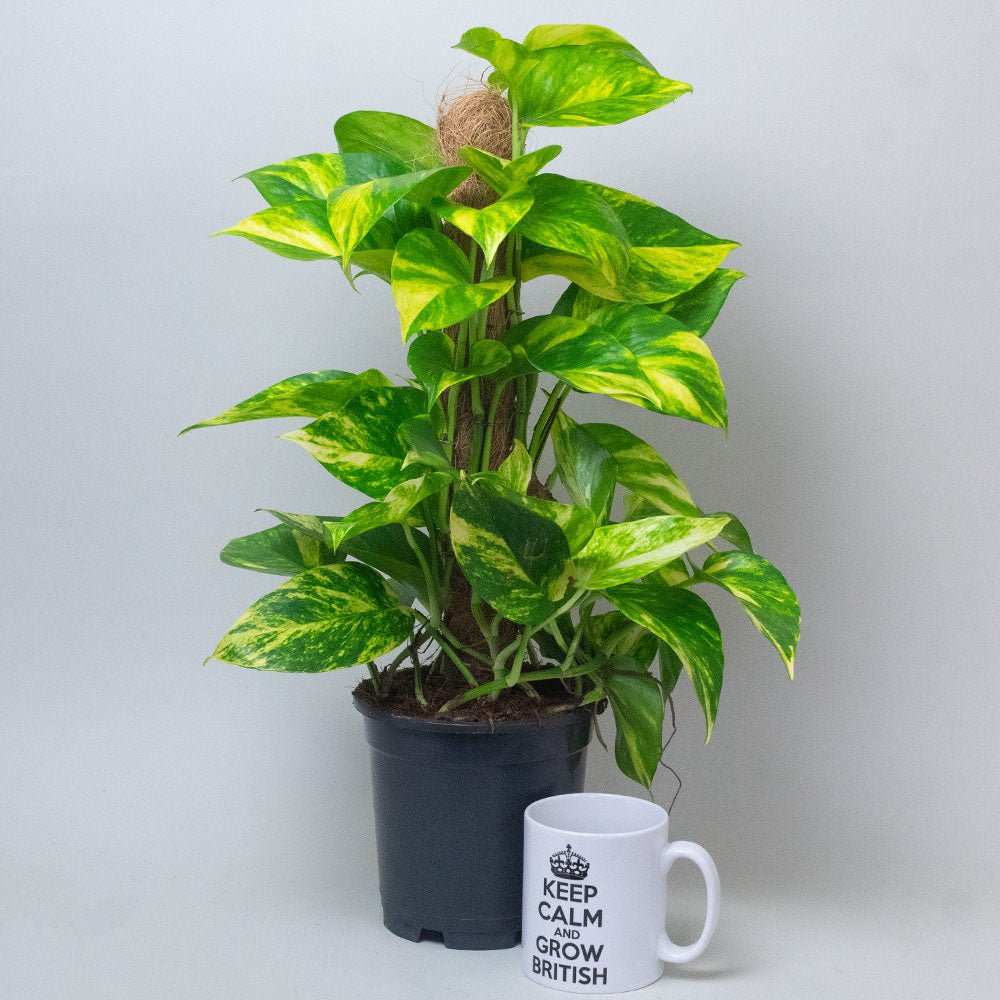 Potted Scindapsus Aureus Mosspole plant next to a mug with text on a plain background