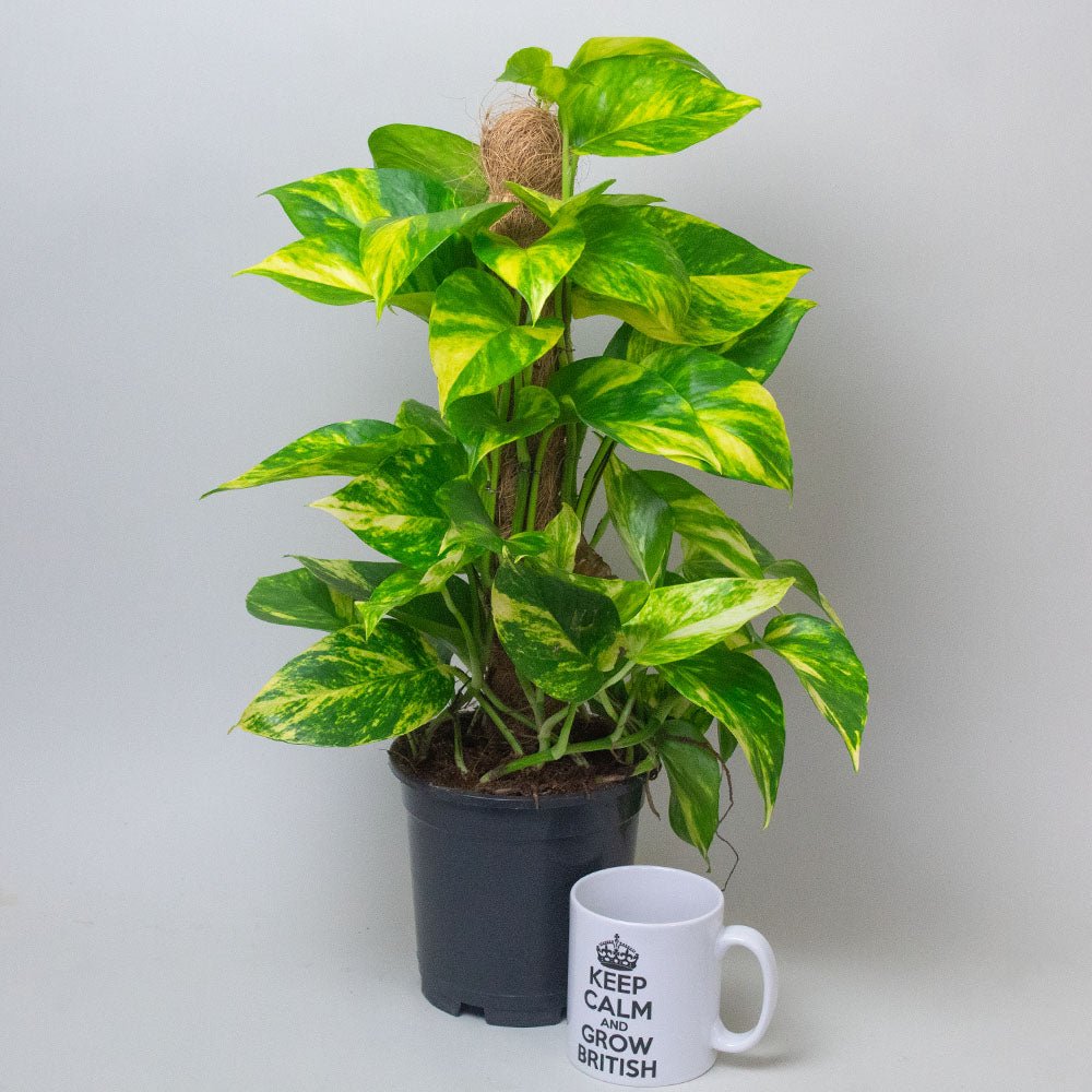 Potted Scindapsus Aureus Mosspole plant with green leaves and a white mug with text on a plain background