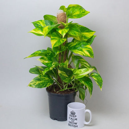 Potted Scindapsus Aureus Mosspole plant with green leaves and a white mug with text on a plain background