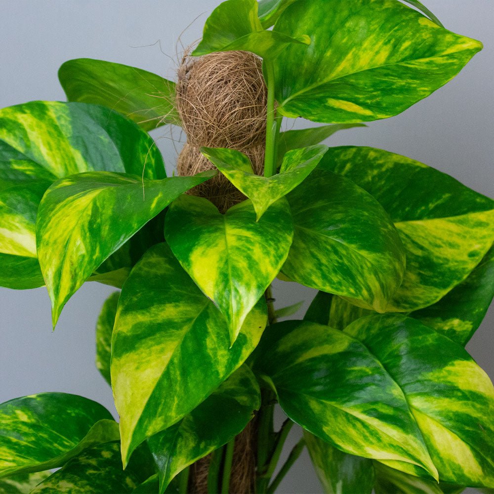 Green and yellow leafed Scindapsus Aureus Mosspole  plant with a gray background