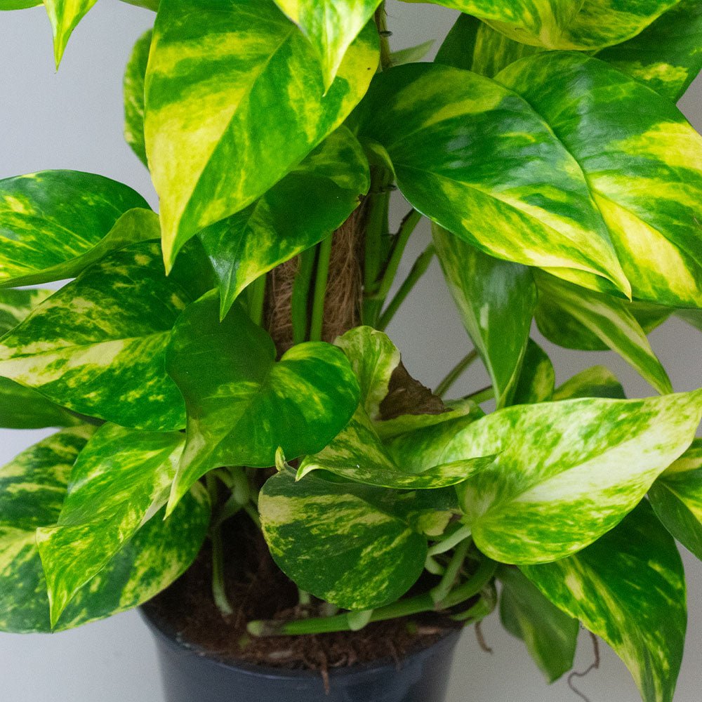 Potted Scindapsus Aureus Mosspole plant with green and yellow leaves on a neutral background