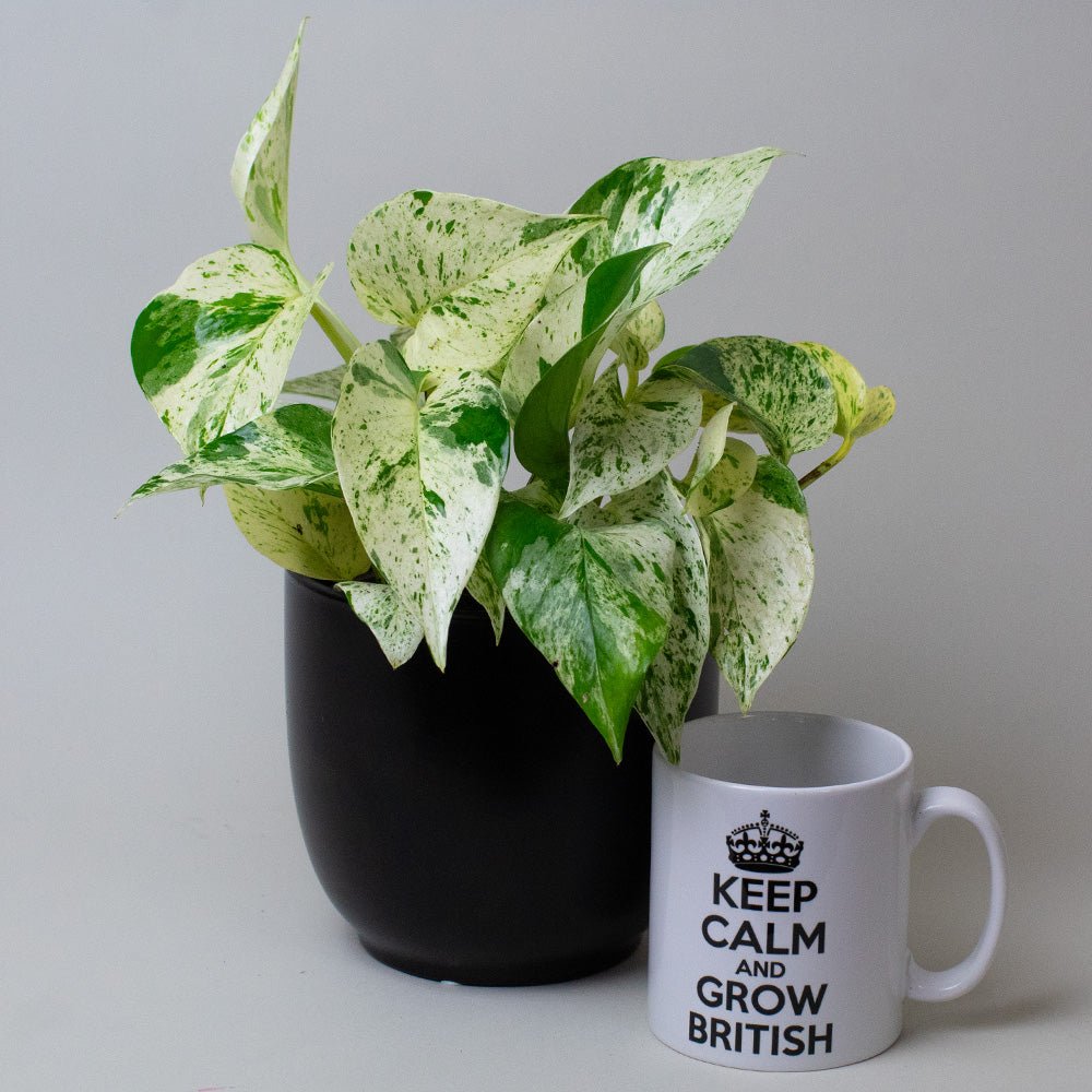 Variegated Scindapsus Marble Queen plant placed beside a ‘Keep Calm’ mug.