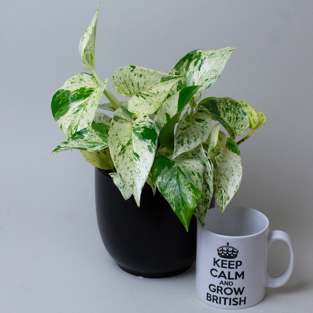 Scindapsus Marble Queen plant in a black pot next to a white mug.