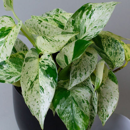 Close-up of Scindapsus Marble Queen leaves featuring white and green patterns.