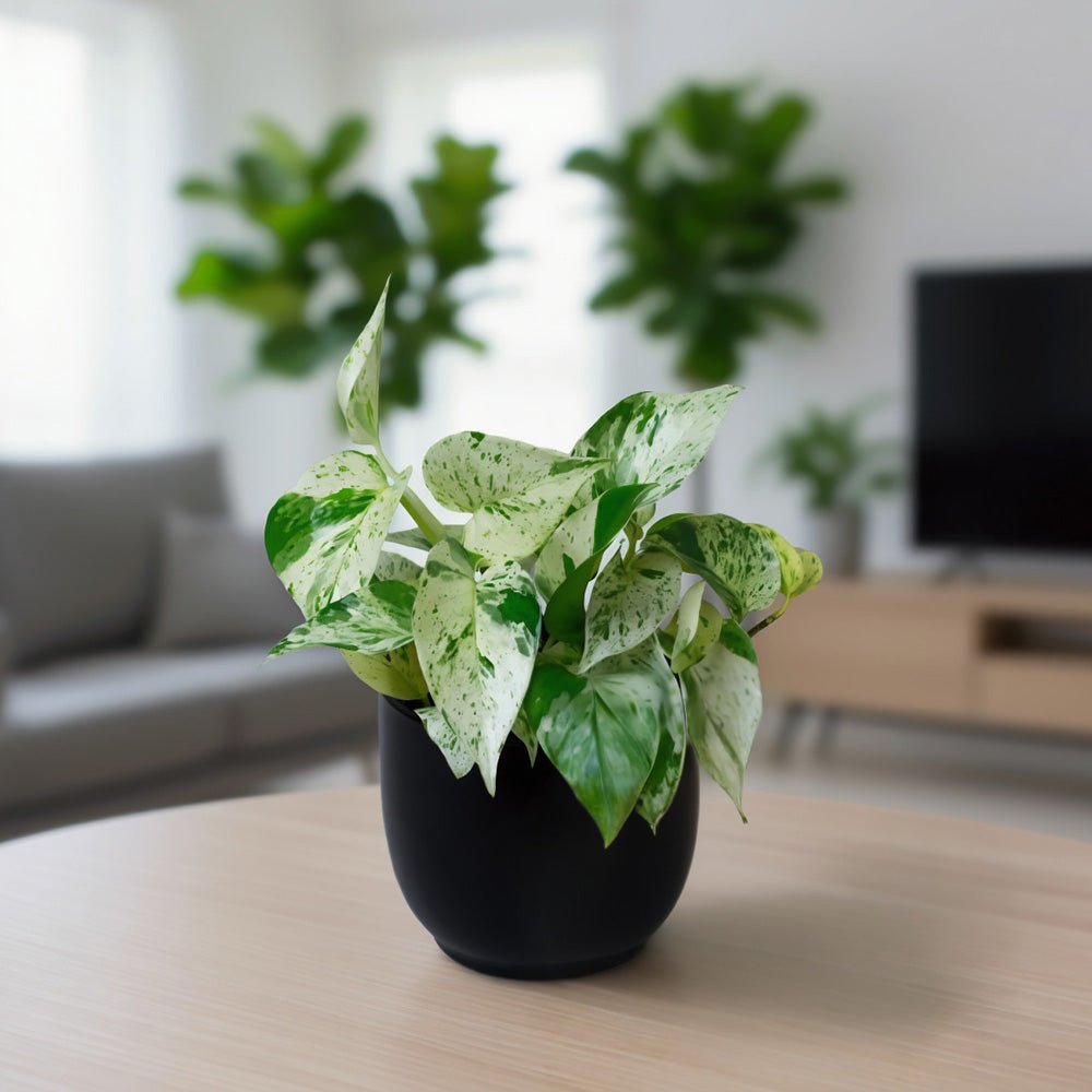 Scindapsus Marble Queen Pothos displayed in a decorative black pot.