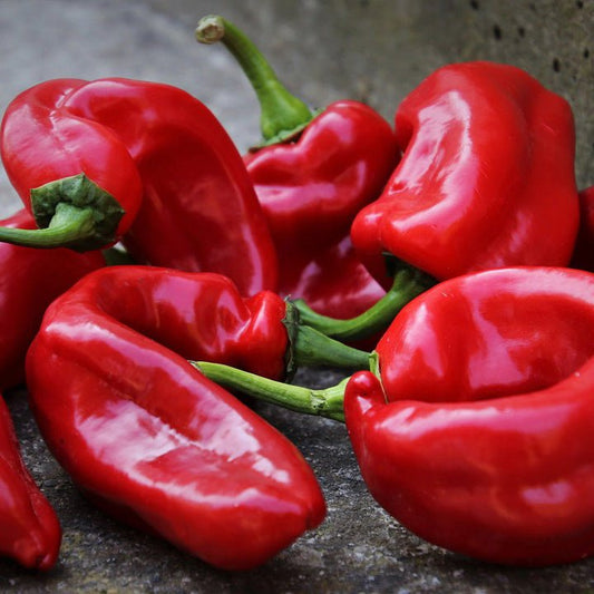Scotch Bonnet Pepper with green stems on a textured surface.