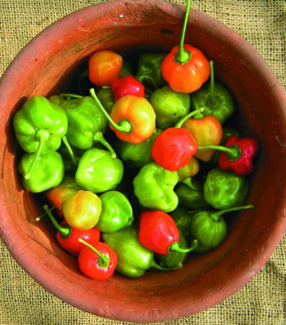 Assorted Scotch Bonnet Pepper in a terracotta pot on a textured fabric background.
