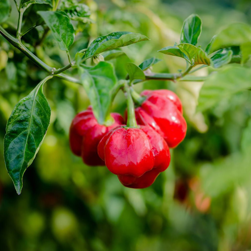 Scotch Bonnet Pepper hanging from a plant with green leaves.