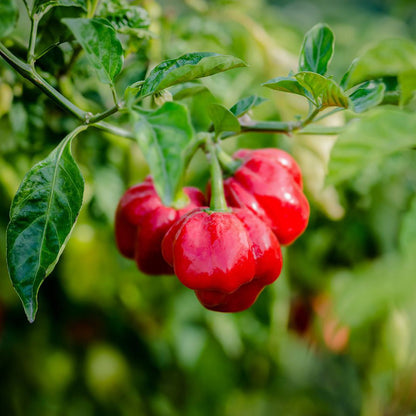 Scotch Bonnet Pepper hanging from a plant with green leaves.