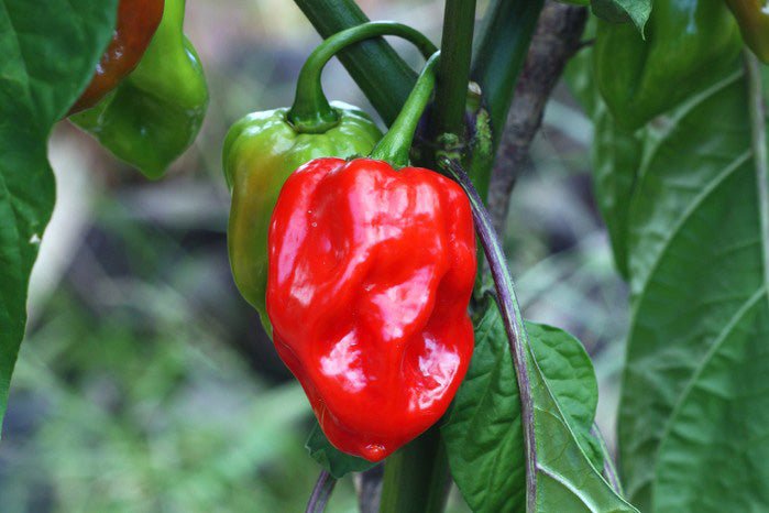 Scotch Bonnet Pepper hanging from a plant with green leaves.