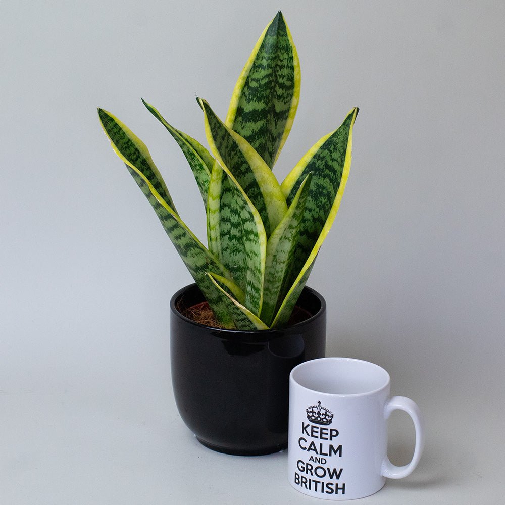 Potted snake plant next to a mug with 'Keep Calm and Grow British' text on a grey background