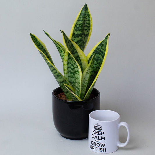 Potted snake plant next to a mug with 'Keep Calm and Grow British' text on a grey background