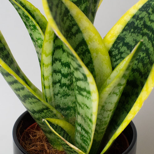 Potted snake plant with green and yellow striped leaves on a plain background