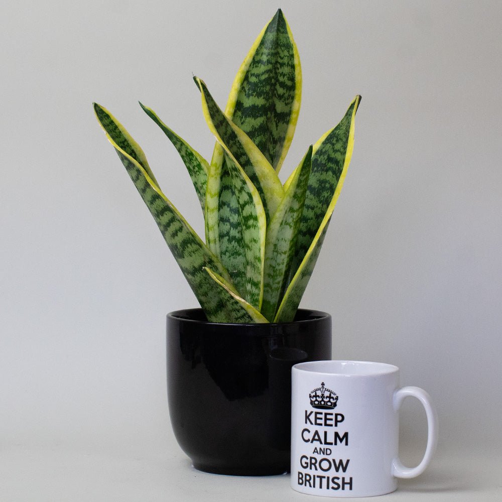 Potted Snake Plant  and mug with 'Keep Calm and Grow British' text on a plain background