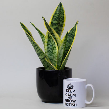Potted Snake Plant  and mug with 'Keep Calm and Grow British' text on a plain background