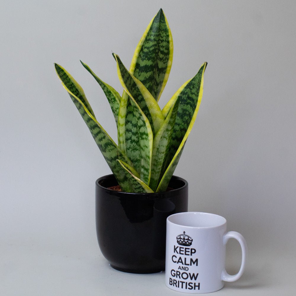 Potted Snake Plant next to a mug with 'Keep Calm and Grow British' text on a plain background
