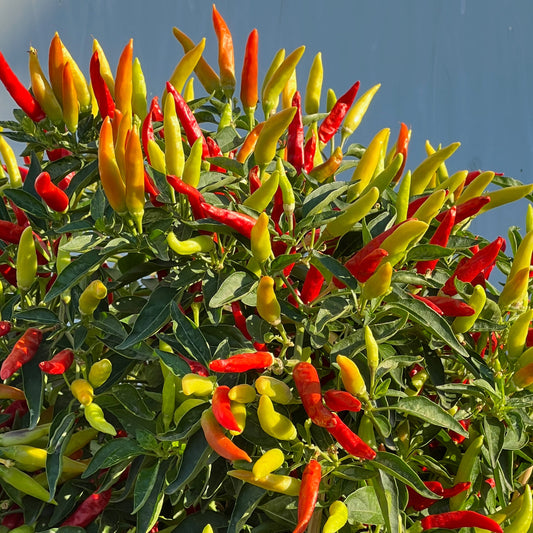 Colourful Tabasco Chili Pepper Plant  growing on a plant with a clear blue sky background