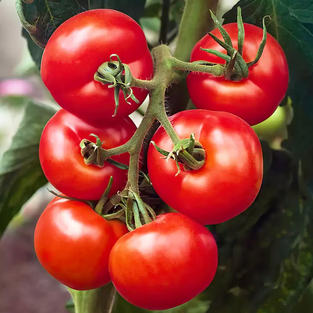 A cluster of large, ripe red tomatoes growing on Tomato Plants Ailsa Craig, attached to a sturdy vine surrounded by green foliage.