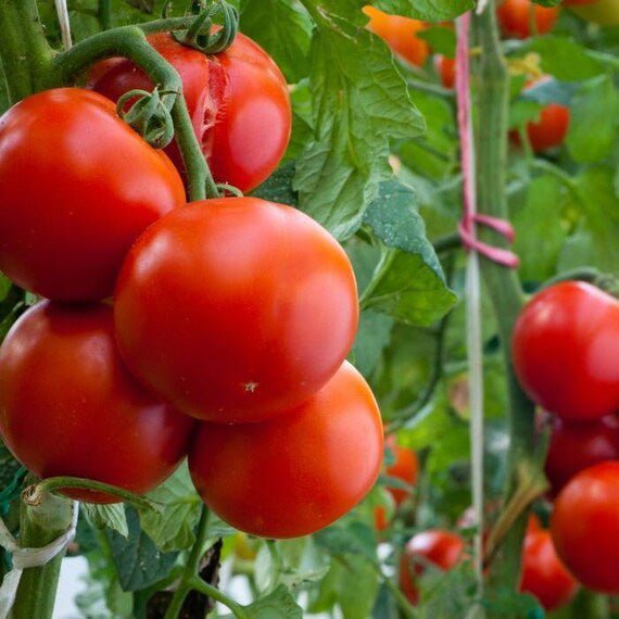 Clusters of ripe red tomatoes growing on healthy Tomato Plants Ailsa Craig, supported by stakes and surrounded by lush green foliage.