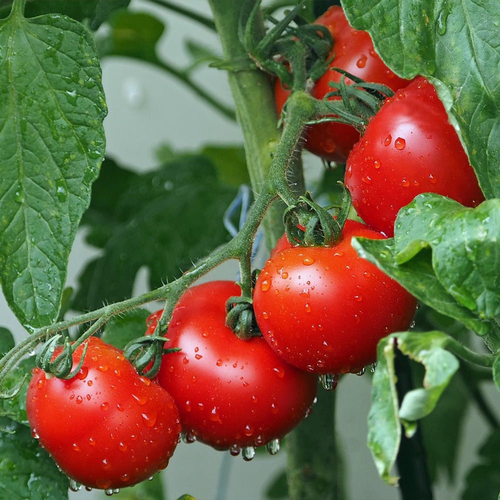 Red Tomato Plants Alicante on a vine with green leaves.