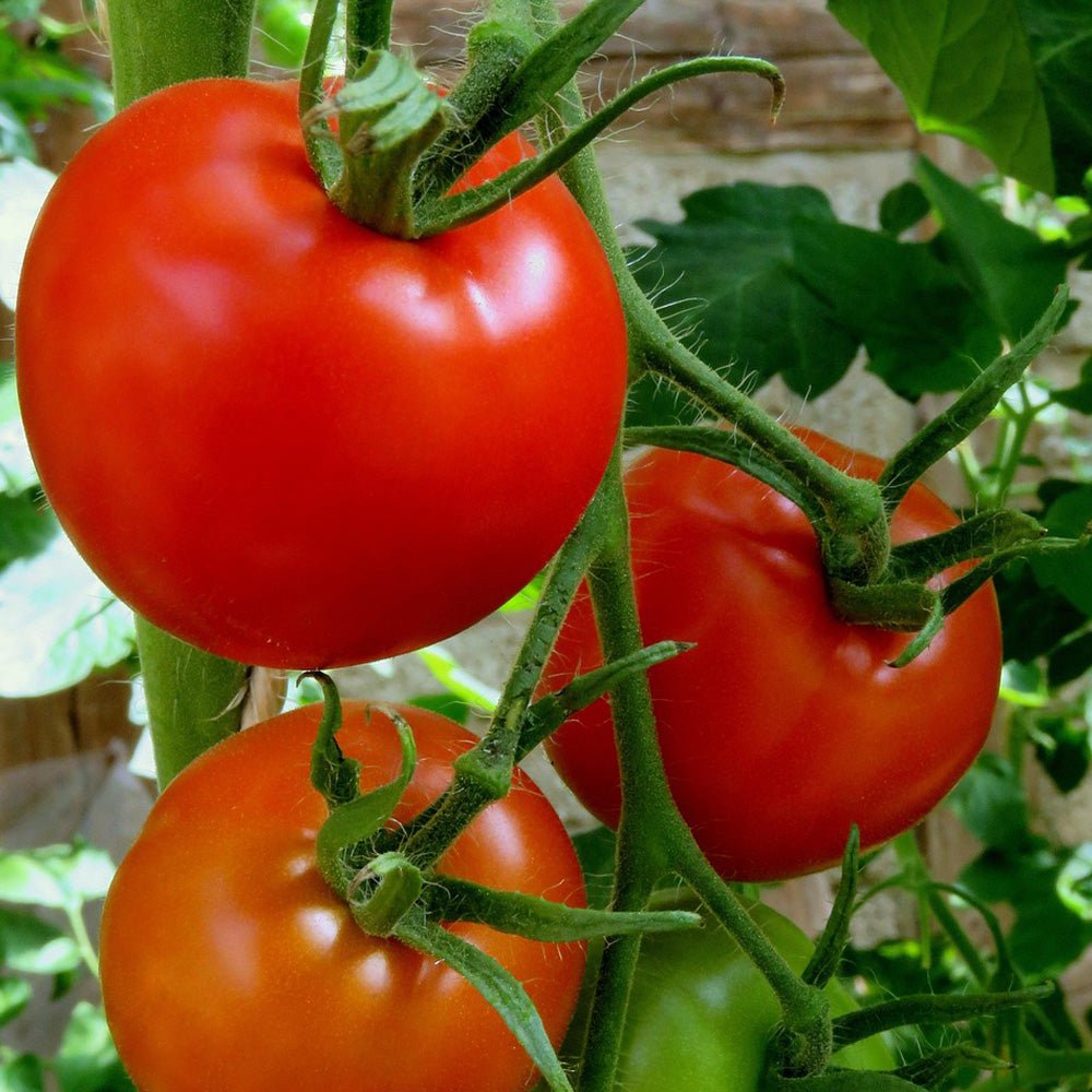 Three Tomato Plants Alicante on a vine with green leaves in the background.