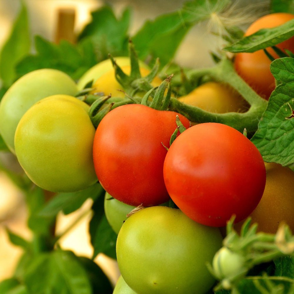 Tomato Plants Alicante in various stages of ripeness on a vine with green leaves.