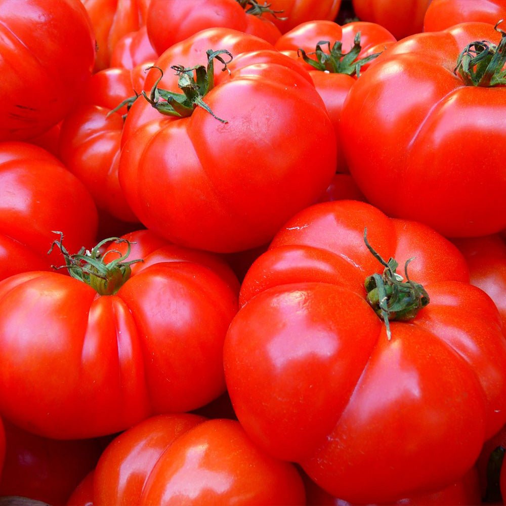 Close-up of bright Tomato Plants Buffalosteak with green stems.