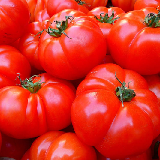 Close-up of bright Tomato Plants Buffalosteak with green stems.