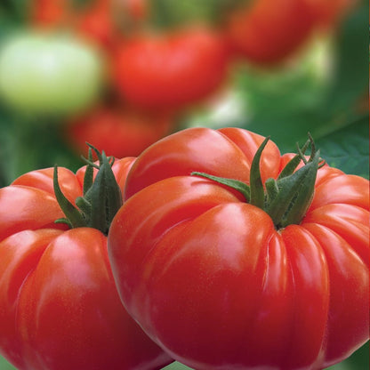 Close-up of red Tomato Plants Buffalosteak with green stems on a blurred background of more tomatoes.