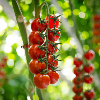 Tomato Plants F1 Bauna hanging on a vine outdoors
