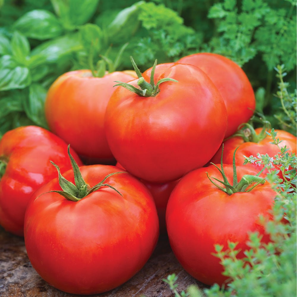 Stack of Tomato Plants F1 Big Daddy  with green leaves on a natural background.