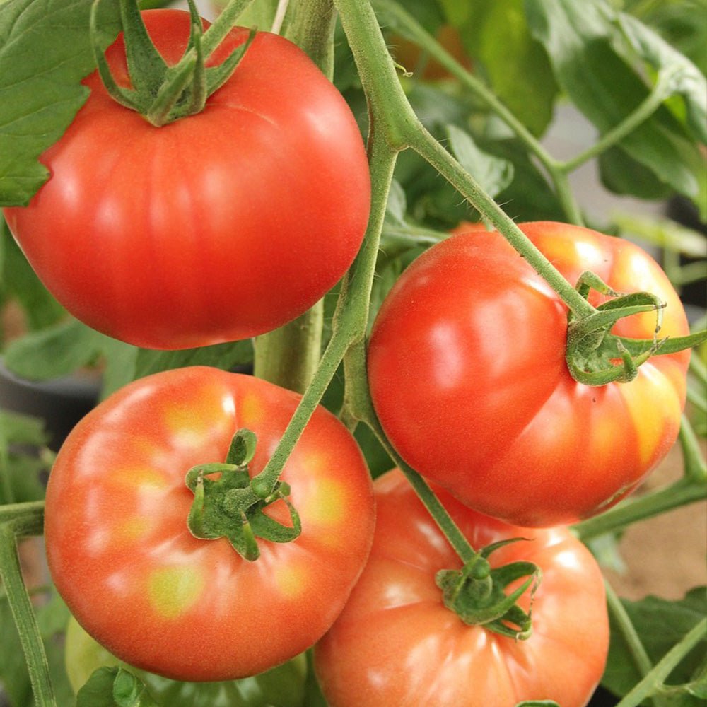 Tomato Plants F1 Big Daddy on a vine with green leaves.