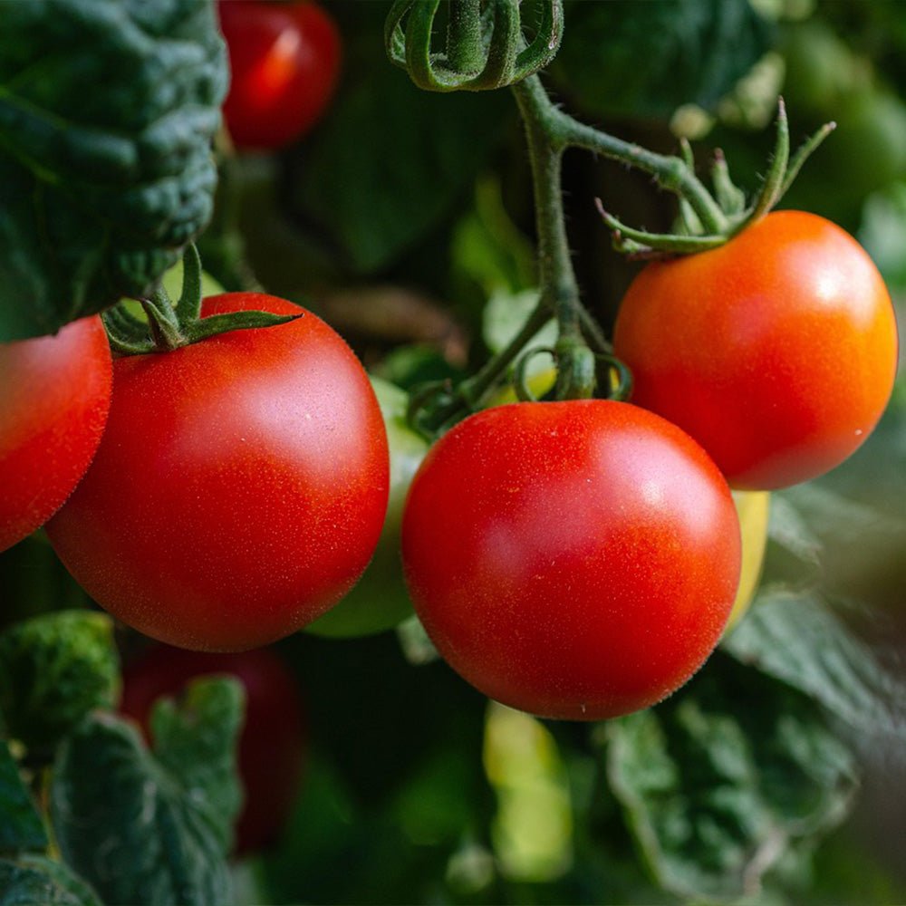 Tomato Plants F1 Fandango on a vine with green leaves
