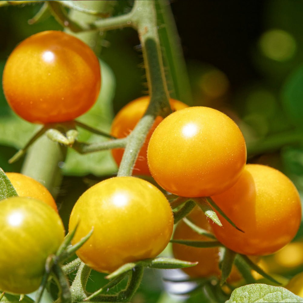Tomato Plants F1 Goldwin hanging on a vine outdoors